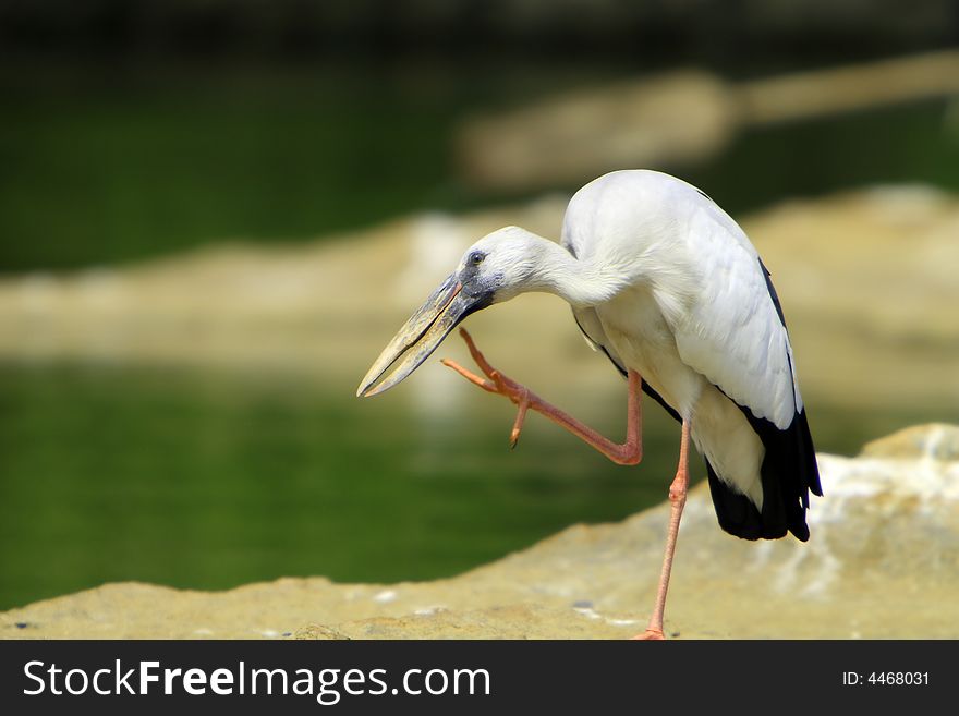 Open bill Stork is strolling around for food and scraching head