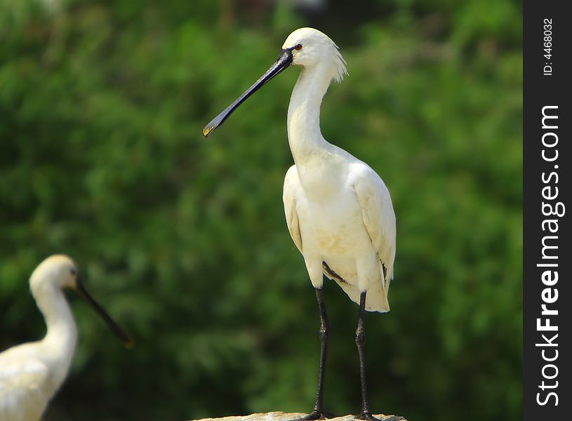 Spoon bill Stork is strolling around for food