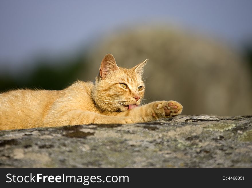 A Ginger Cat On A Rock