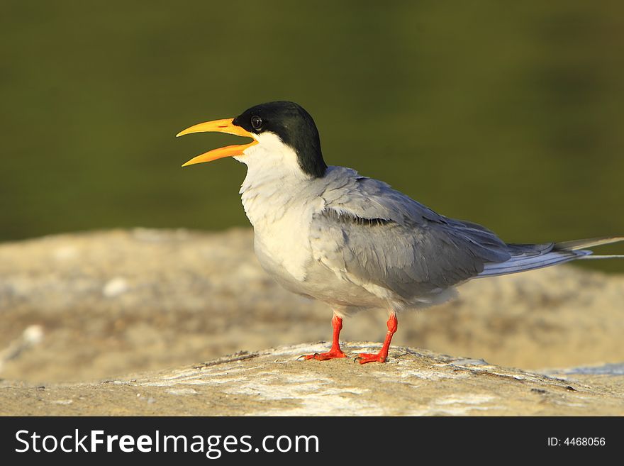 River Tern (Sterna aurantia) is a bird in the tern family . It is a resident breeder along inland rivers from Iran east through Pakistan into India and Myanmar to Thailand, where it is uncommon. Unlike most Sterna terns, it is almost exclusively found on freshwater, rarely venturing even to tidal creeks.