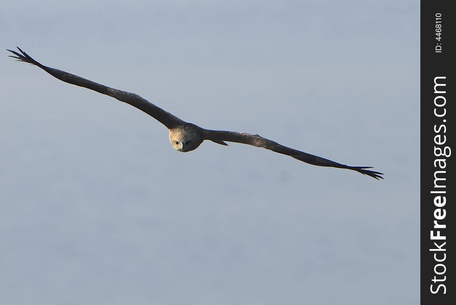 Eagle flying while wings spread