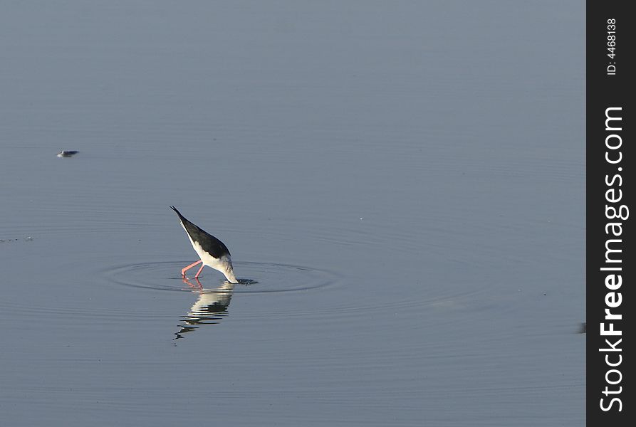 A White Breasted Sandpiper in river, reflection is also visible