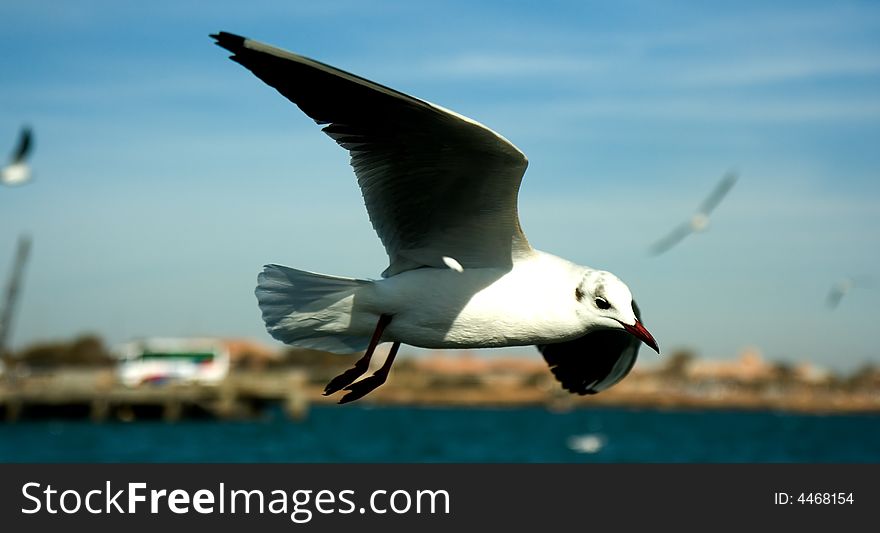 Close-up of seagull