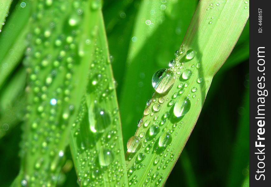 Drops of water Ð¾n green grass, morning. Drops of water Ð¾n green grass, morning
