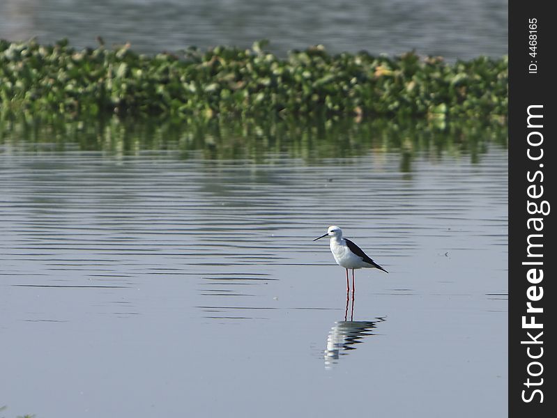 A White Breasted Sandpiper in river, reflection is also visible