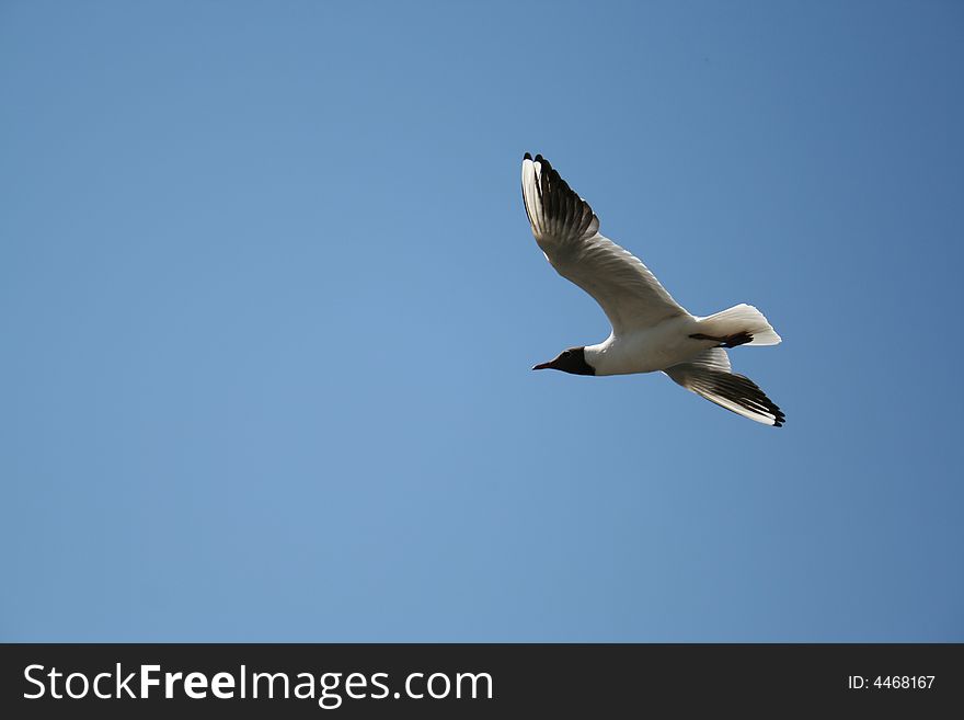 Gull In The Blue Sky