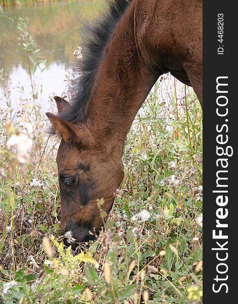 Foal there is herb on background of water