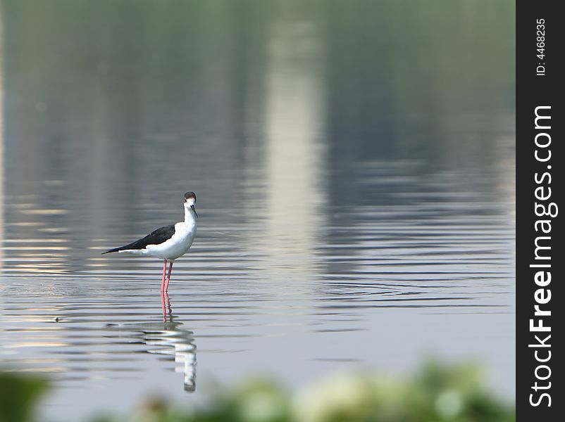 A White Breasted Sandpiper in river, reflection is also visible