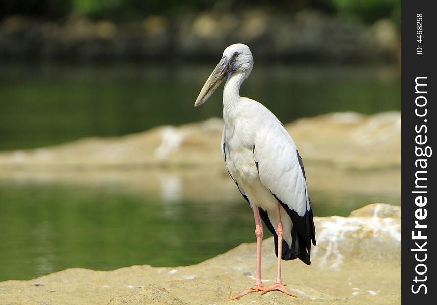 Open bill Stork is strolling around for food