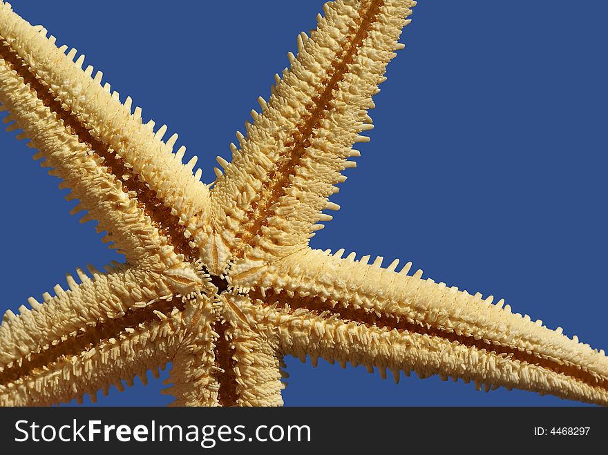Close up of starfish on the blue sky background