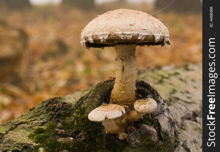 Mushrooms on a tree, autumn