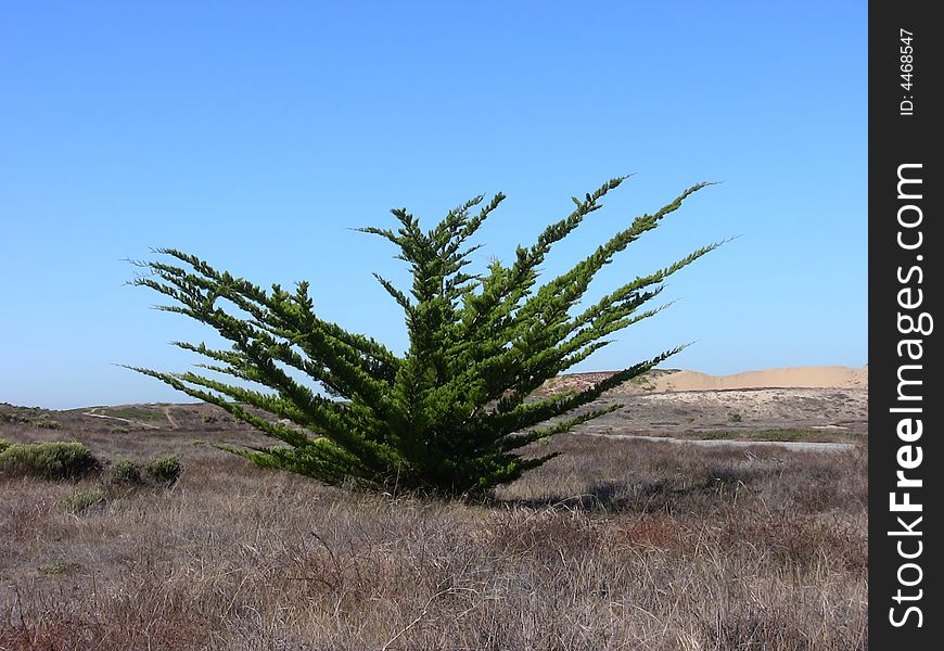 Small evergreen tree in the California desert. Small evergreen tree in the California desert