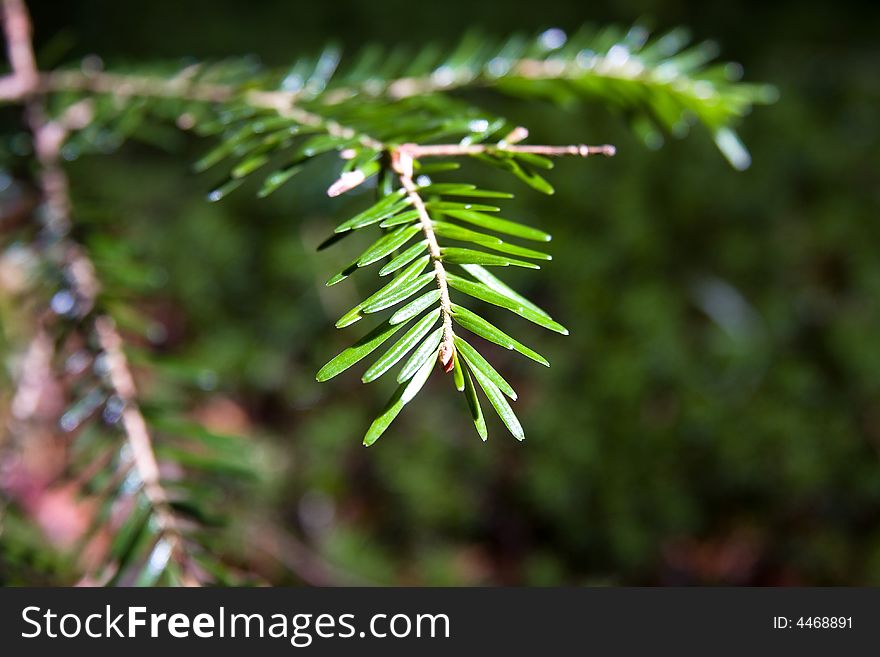 Spruce Fir Tree