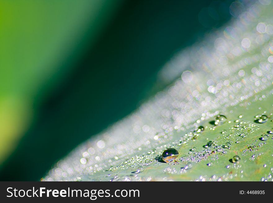 Lotus leaf with dew beading on surface. Lotus leaf with dew beading on surface