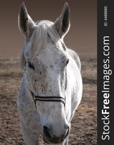 Portrait of a grey horse. Portrait of a grey horse