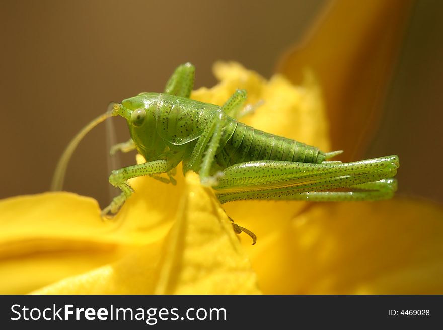 Little (15mm) green locust sitting on yellow leaf