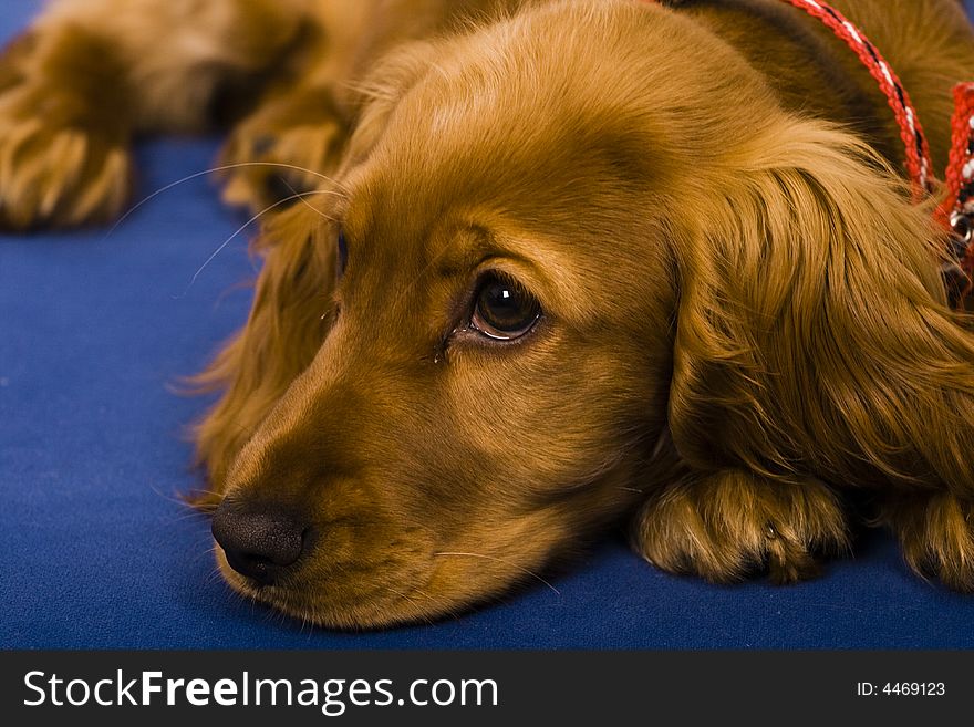 Cocker Spaniel puppy sitting down on blue background. Cocker Spaniel puppy sitting down on blue background