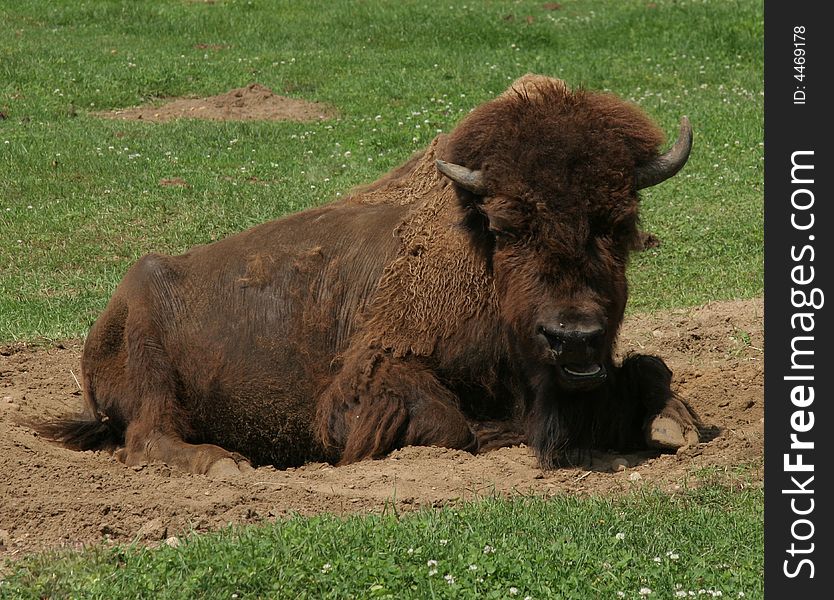 A large Buffalo on grass