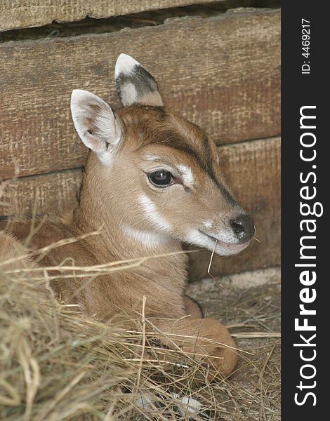 The young deer laying on hay