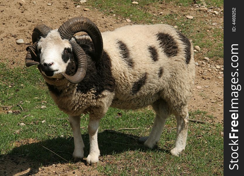 A ram to four horns on grass. A ram to four horns on grass