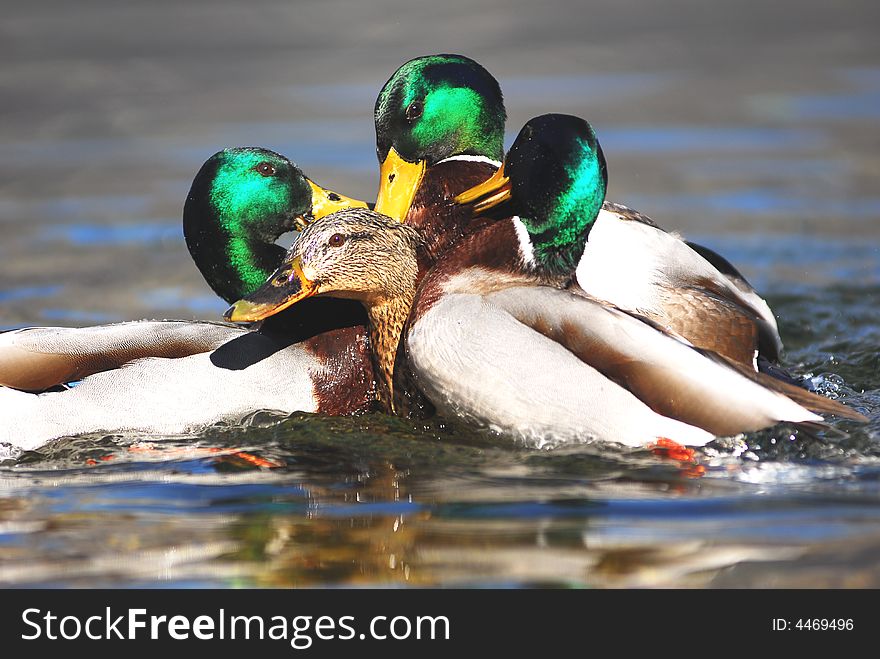 Some ducks fighting for a female. Some ducks fighting for a female