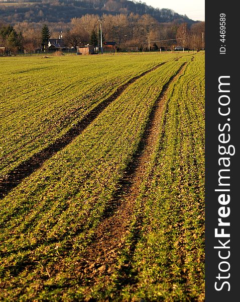 Tire track in a field with corn