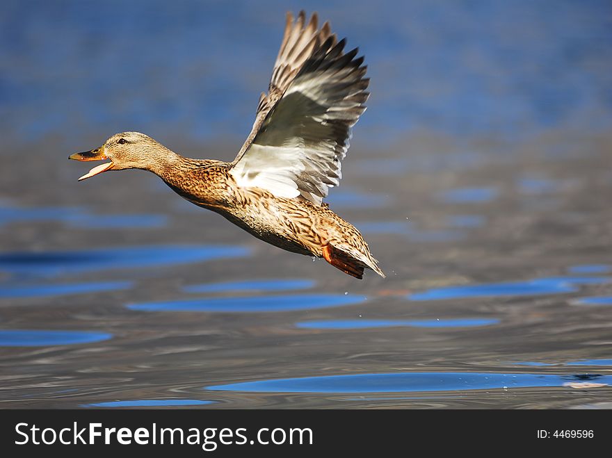A female duck flying over the water