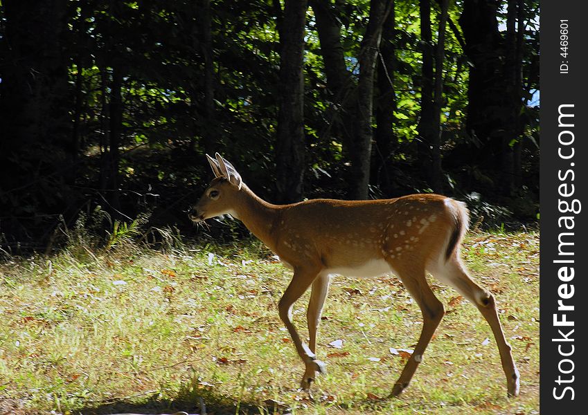 Young Doe running across yard in Maine. Young Doe running across yard in Maine