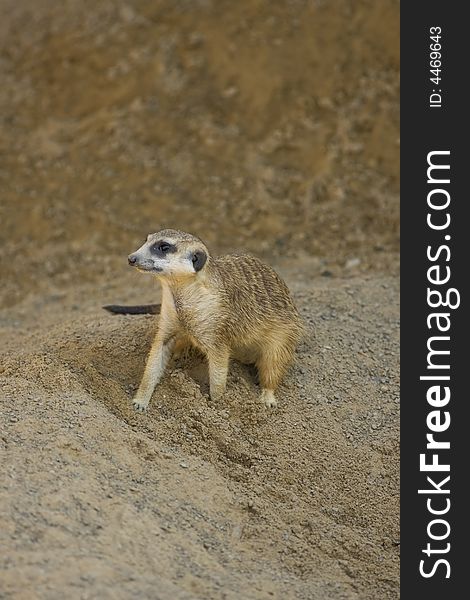 A Meerkat outside the burrow watcking for danger