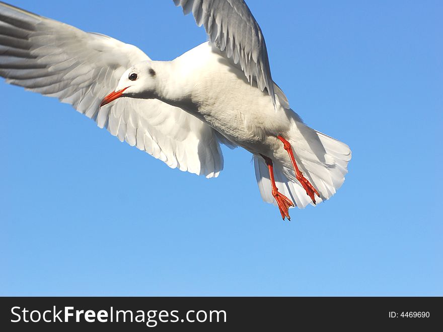 A sea gull on a blue sky background. A sea gull on a blue sky background