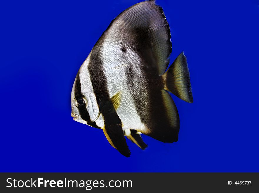 Photograph of underwater tropical fish. Photograph of underwater tropical fish