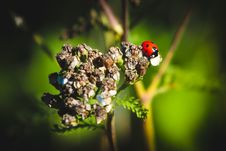 Ladybird Royalty Free Stock Photo