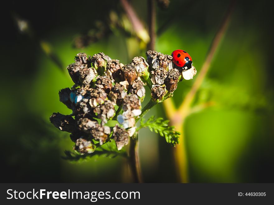 Macro ladybird sitting on a flower