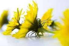 Dandelion Stock Photography Dandelion Stock Photography