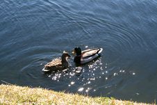 Mallard Ducks Stock Image