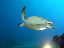 Turtlle And Diver Royalty Free Stock Image Turtlle And Diver Royalty Free Stock Image