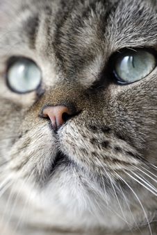 Lovely Face Of The Cat. Royalty Free Stock Photos