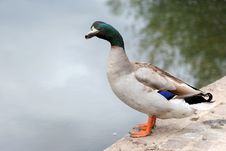 Mallard Duck Stock Image