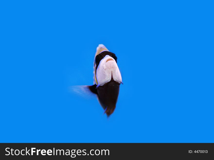 Photograph of underwater tropical fish. Photograph of underwater tropical fish