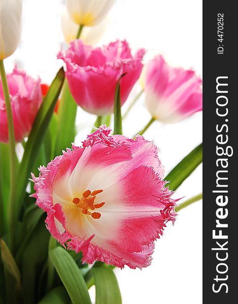 Bouquet of pink tulips on white