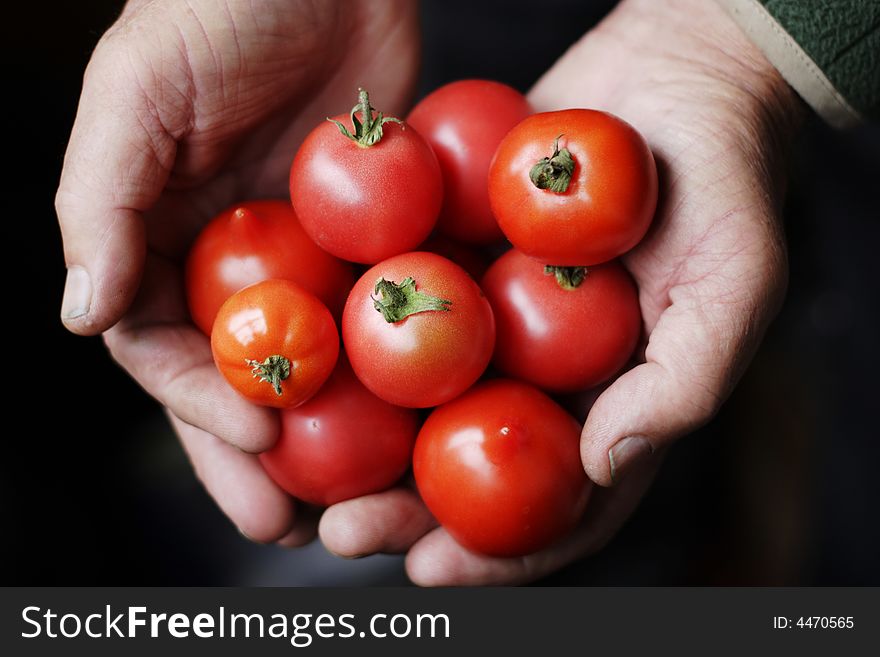 Tomatoes In Hands Of The Old Person