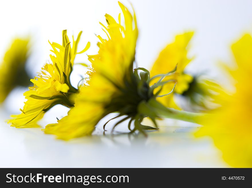 Macro view of dandelion flowers.