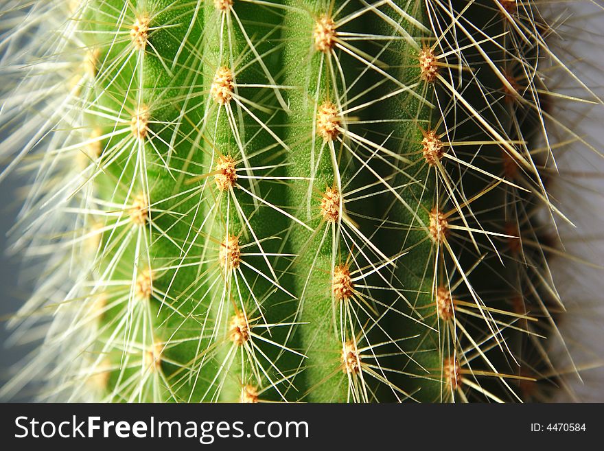 Close-up of cactus needles