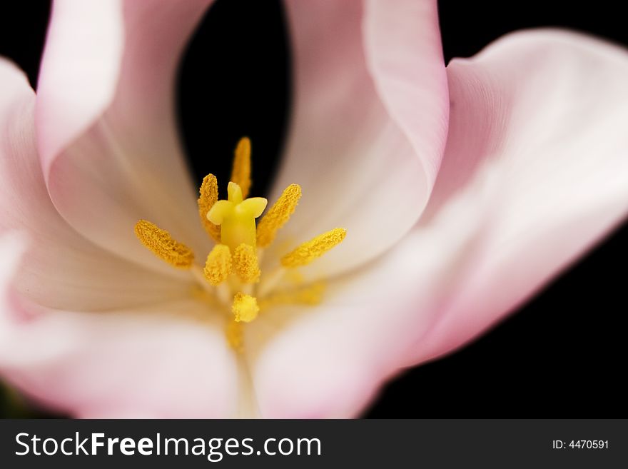 Tulip flower on dark background