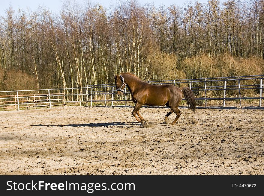 A brown horse is running with speed. A brown horse is running with speed