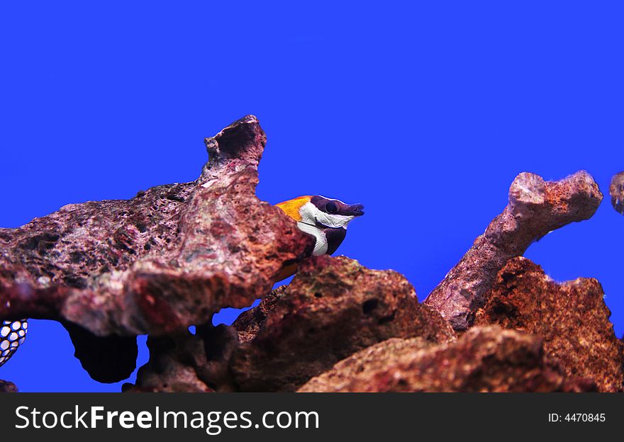 Photograph of underwater tropical fishes