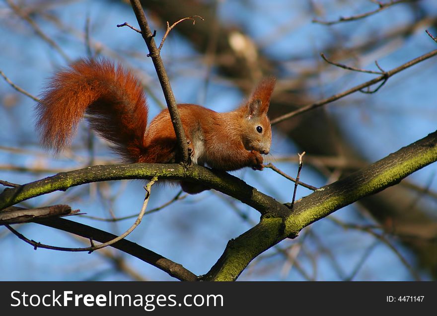 Red squirrel on the tree