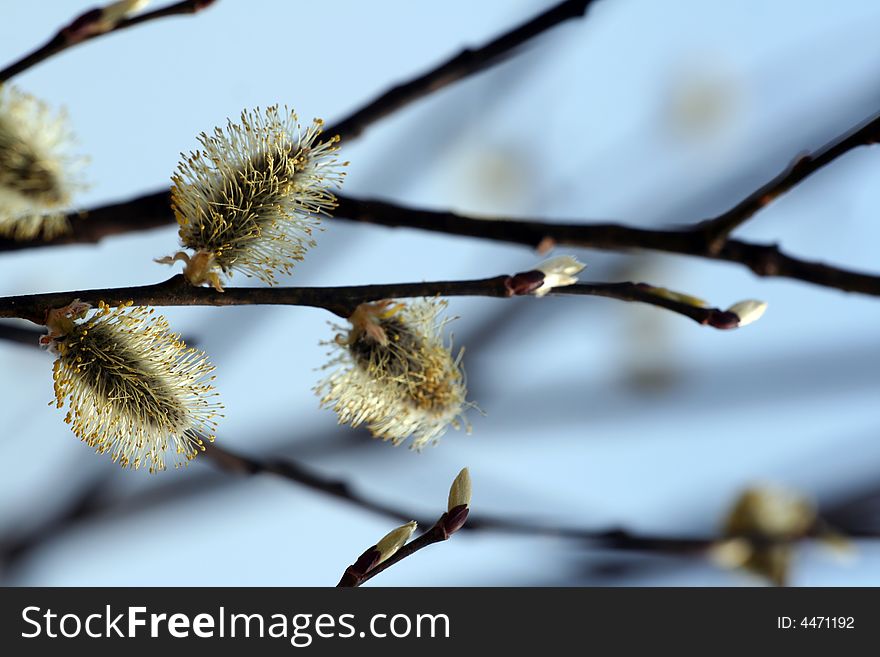 The blooming buds of Salix caprea at spring