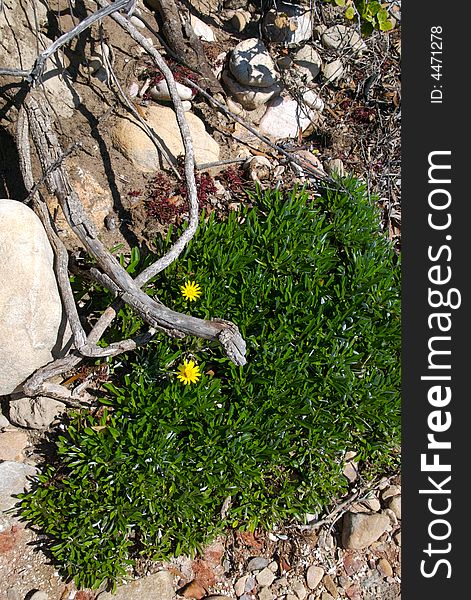 Grass springs up from the rocks and two yellow flowers grow alongside beach wood. Grass springs up from the rocks and two yellow flowers grow alongside beach wood.