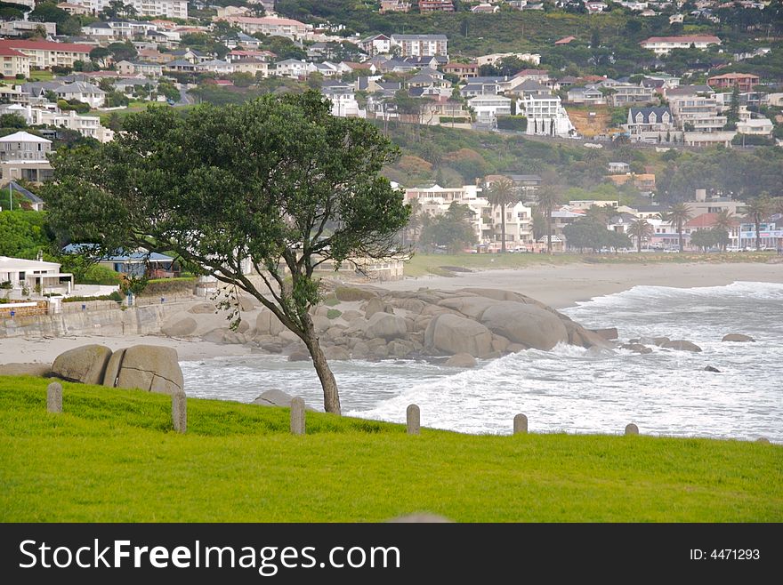 A tree has succumbed to the punishing winds along the coast of Cape Town, South Africa, August 2007. A tree has succumbed to the punishing winds along the coast of Cape Town, South Africa, August 2007
